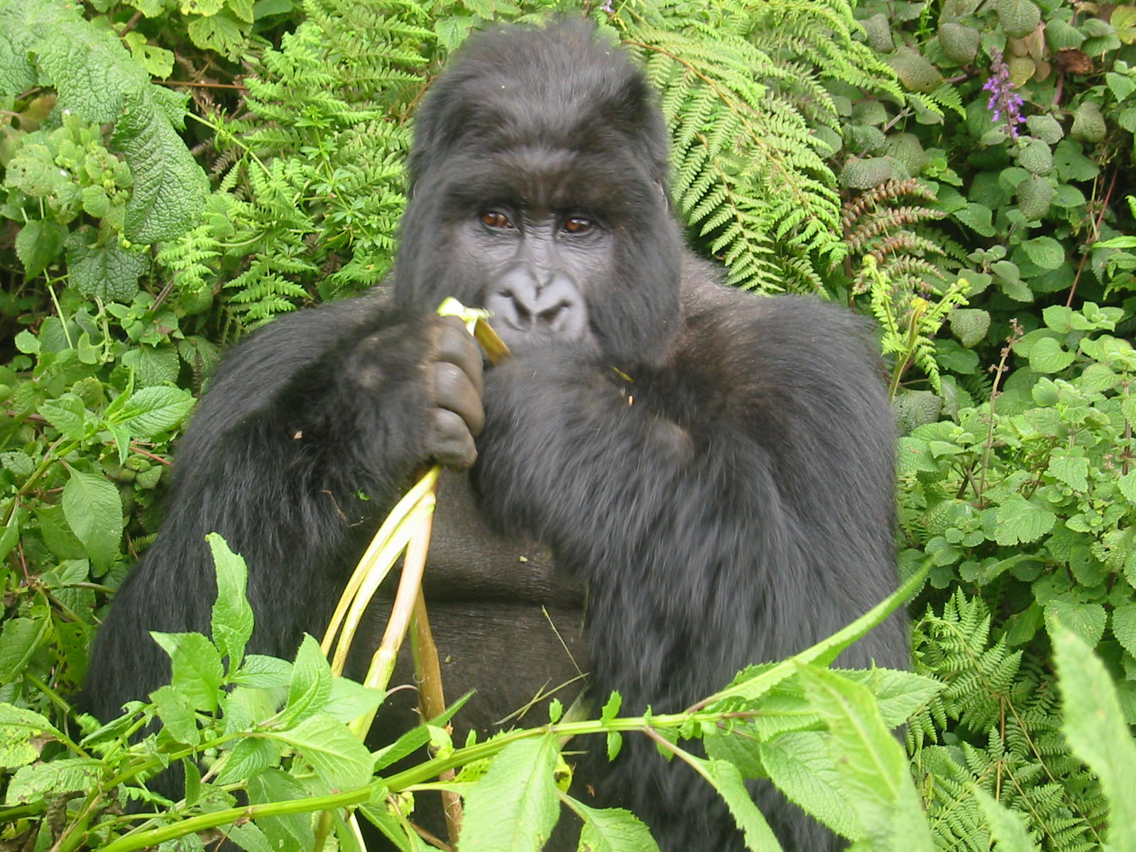 Un gorille, ne mangeant pas de banane